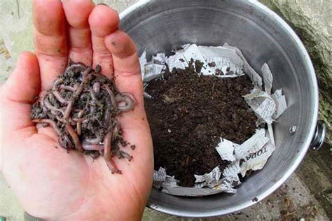 How To Start Worm Farming Gardeners Path Worm Composting Worm
