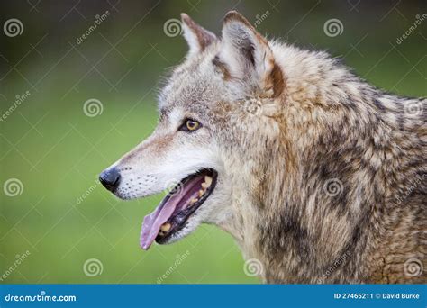 Gray Wolf Canis Lupus Stock Image Image 27465211