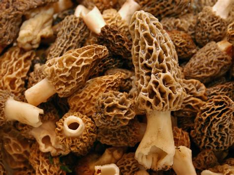 Gourmet Lovers On The Hunt For Turkeys Prized Morel Mushrooms Daily