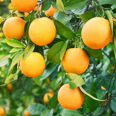 Citrus Valencia Seedless Buy Plants Online Pakistan Online Nursery