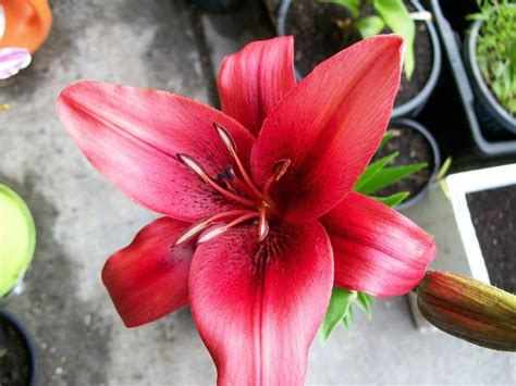 We did not find results for: Lilies for the Garden - Garden.org