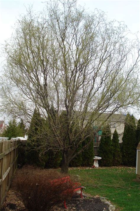 Learn how to prune your trees the right way and at the right time of year to add beauty and longevity. Before pruning willow tree. | 40 Tree Work Photos | Pinterest