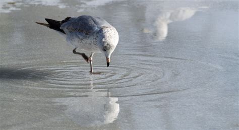 Free Images Nature Snow Cold Winter Wing Lake Seagull Pond