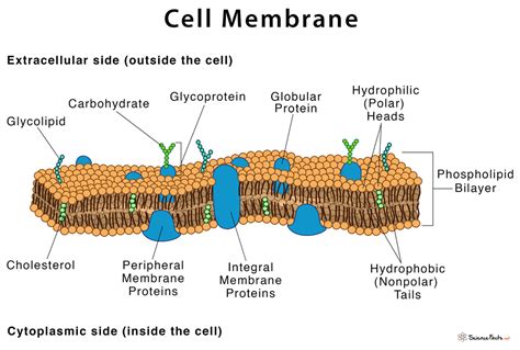 Cell Membrane Definition Structure And Functions With Diagram