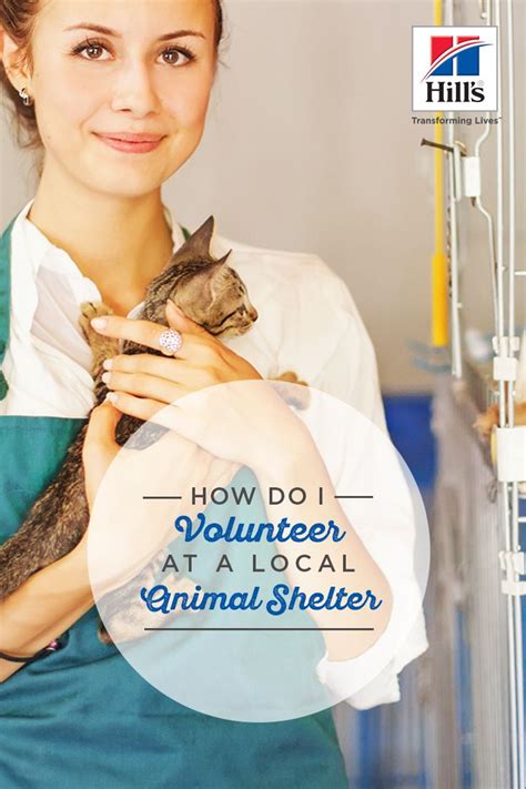 Volunteering At The Animal Shelter Artofit
