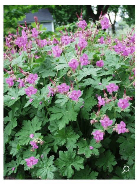 Big Root Geranium Gardening Tips Pictures And More