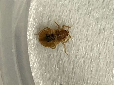 How To Identify Bedbug Infestations City Pest Control Blog