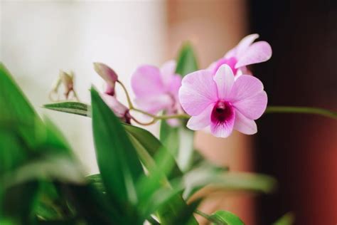 Hoe Kun Je Het Beste Een Uitgebloeide Orchidee Verzorgen Met Deze Tips