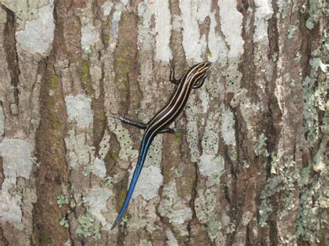 Blue Tailed Skink Project Noah