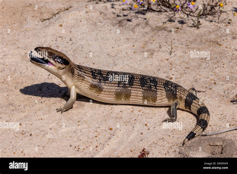 Australian Western Blue Tongue Lizard Showing Its Bright Blue Tongue