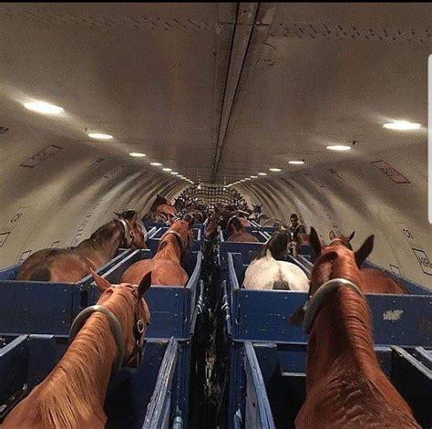 Transport De Chevaux Dans Un Avion