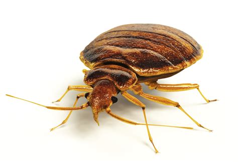 June Pest Of The Month Bed Bugs Northwest Exterminating