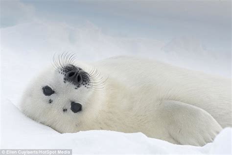 Cute Enough To Melt The Coldest Of Hearts Baby Seals Just Days Old