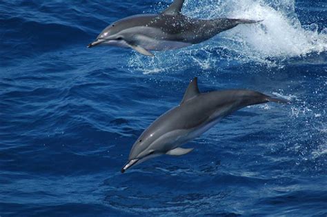 Dna Discovery Reveals Surprising Dolphin Origins
