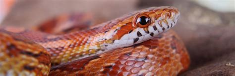 5 Best Pet Snakes For Beginners My Pet Needs That