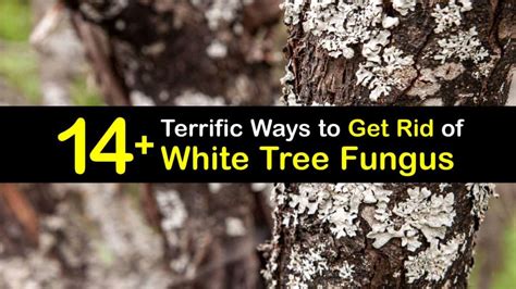Eliminating Powdery Mildew On Tree Bark Get Rid Of White Tree Fungus
