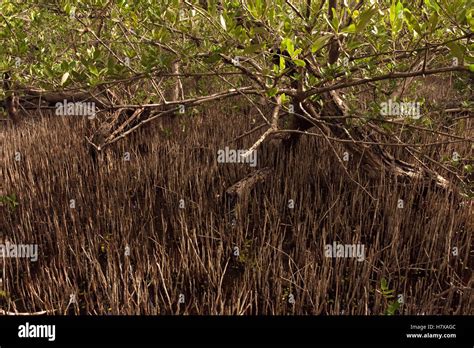 Black Mangrove Avicennia Germinans With Pneumatophores Sian Kaan