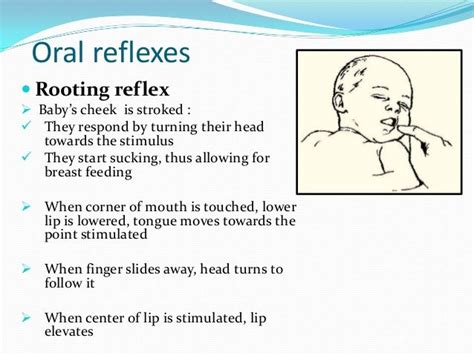 Which Of The Following Describes The Rooting Reflex Bauertrust