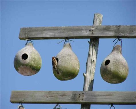 7 Best Birdhouses For Sparrows In 2021 Amazon And Diy