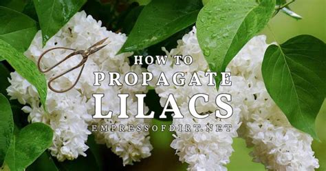 How To Propagate Lilacs Options For Home Gardeners