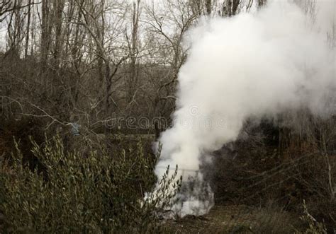 Smoke In The Forest Stock Image Image Of Natural Outdoors 137062835