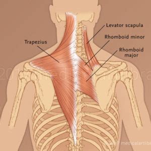 It's time to learn about the last two back muscles, the trapezius and rhomboideus. Upper Back Muscles - Medical Art Library