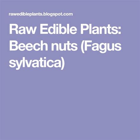Raw Edible Plants Beech Nuts Fagus Sylvatica Beech Edible Plants