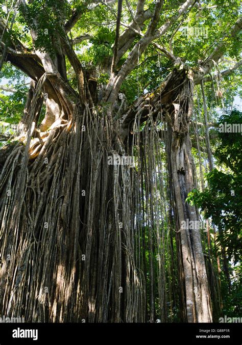 The Famous Curtain Fig Tree In The Atherton Tablelands Near Yungaburra
