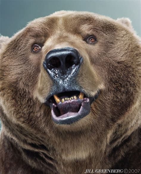 Jill Greenberg Изображения медведей Медведь Гризли