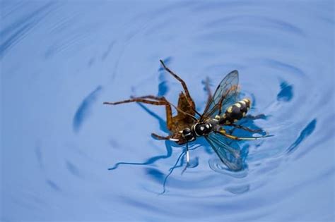 Putting in decoy nests can work with bees as well, but it's incredibly effective for keeping wasps away. 5 Surefire Ways to Keep Bees & Wasps Away From a Pool (Don ...