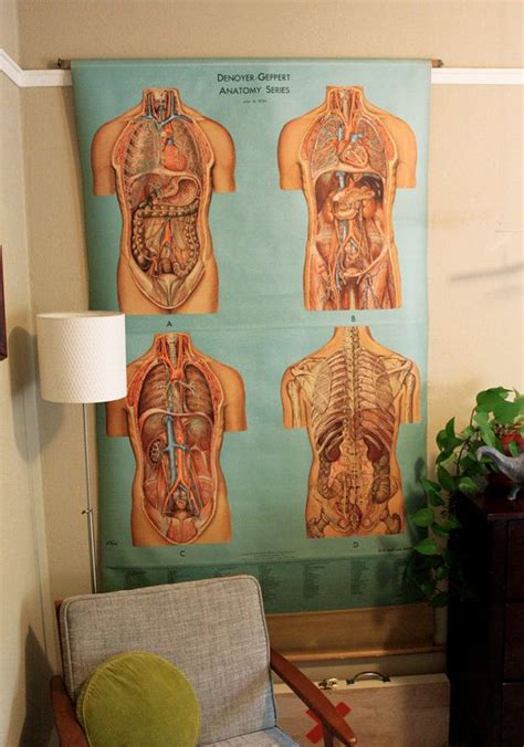 Vintage Anatomy Posters Bellisima