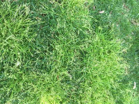 Weed Grasses Annual Bluegrass Turf King