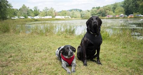 We did not find results for: 11 FAQ About Pet-Friendly Campgrounds in Lake George, NY