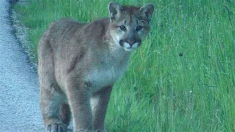Cougar Shot Dead Near Kelowna British Columbia Cbc News