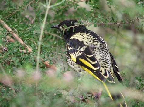 Learn More About Australian Birds Trevors Birding