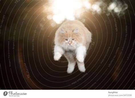 Cream Tabby White Maine Coon Cat Outdoors Jumping In The Air With Sun