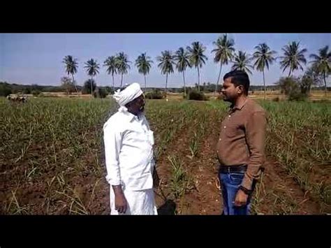 Weed contol for your ward. Weed control in sugar cane - YouTube