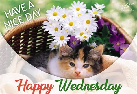 Have The Nicest Midweek Happy Wednesday Premium Wishes