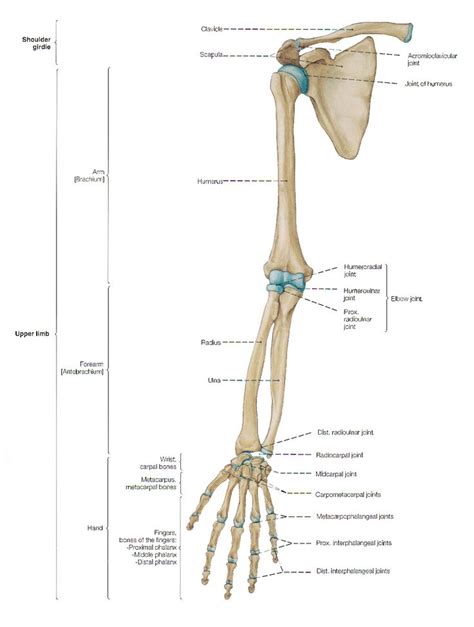 The shoulder is not a single joint, but a complex arrangement of bones, ligaments, muscles, and tendons that is better called the shoulder girdle. arms-and-shoulders-bone-labeled-human-anatomy-diagram-page ...