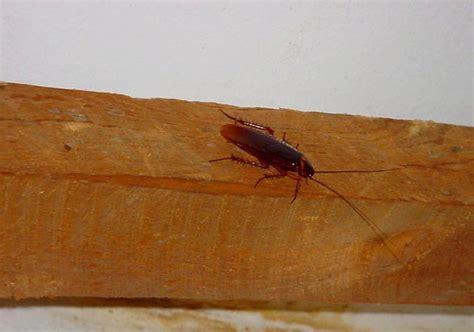 A palmetto bug isn't another type of insect; Palmetto bug vs. cockroach: what's the difference ...