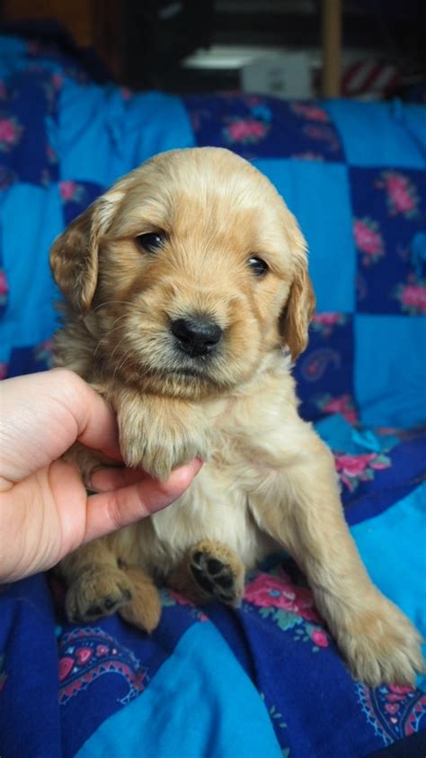 Our goldendoodle puppies will provide your family with many years of love, joy, companionship and fun. Golden Doodle Puppies For Sale | Fergus Falls, MN #321679