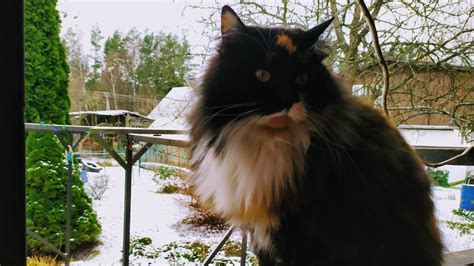 Norwegian Forest Cat 🐈😻💖 Youtube
