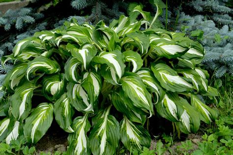 This is a perfect plant for low maintenance. Shade Loving Plants - 4 Great Perennials That Thrive Without Sun