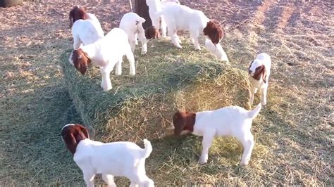 Funny Baby Goats Playing Video Compilation Youtube