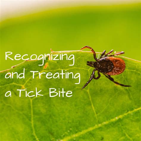 Tick Bite Pictures Symptoms Causes Treatment Youmemindbody