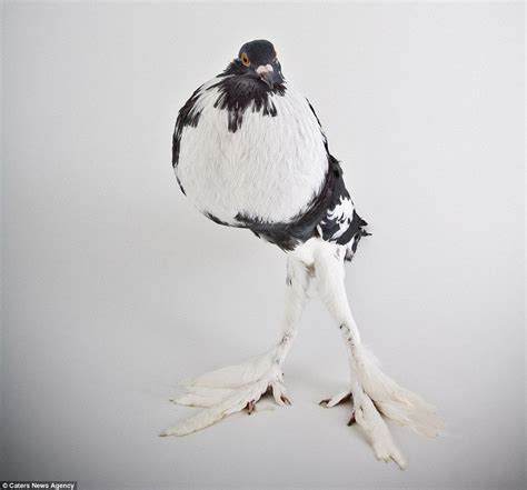 Stunning Images Put Pigeons In The Place Of Fashion Models Pigeon
