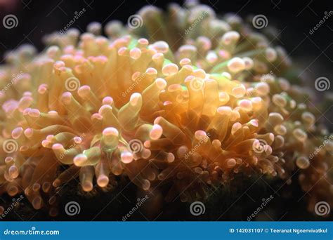 Close Up Anemone Flower Under Deep Ocean Magnificent Colorful