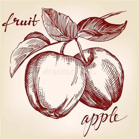 Apples On Apple Tree Branch Fruit Hand Drawn Vector Sketch Stock Vector