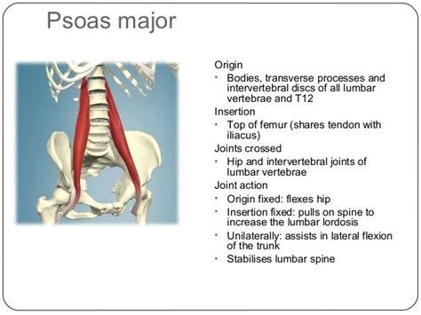 Psoas Major Origin And Insertion Google Search Anatomy Education