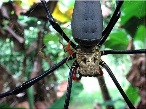 The strong silk has a golden sheen. EPIC Creature of the Month!: Gold Silk Orb-Weaver Spider
